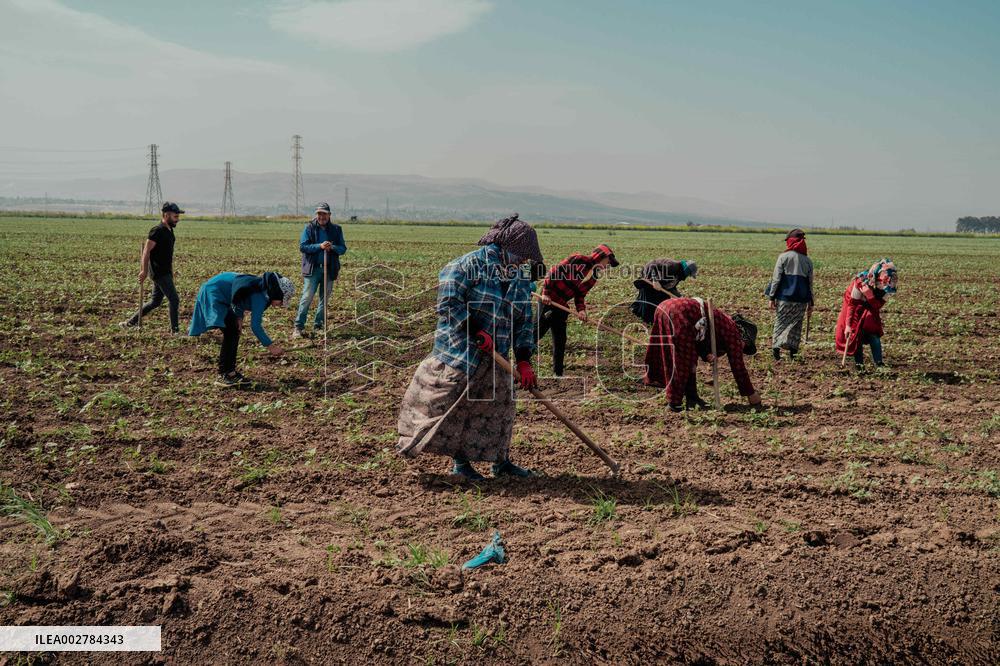 Amik Plain Agriculture Workers - Turkey
