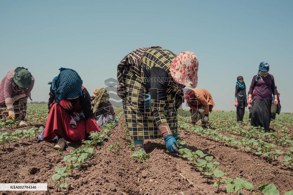 Amik Plain Agriculture Workers - Turkey