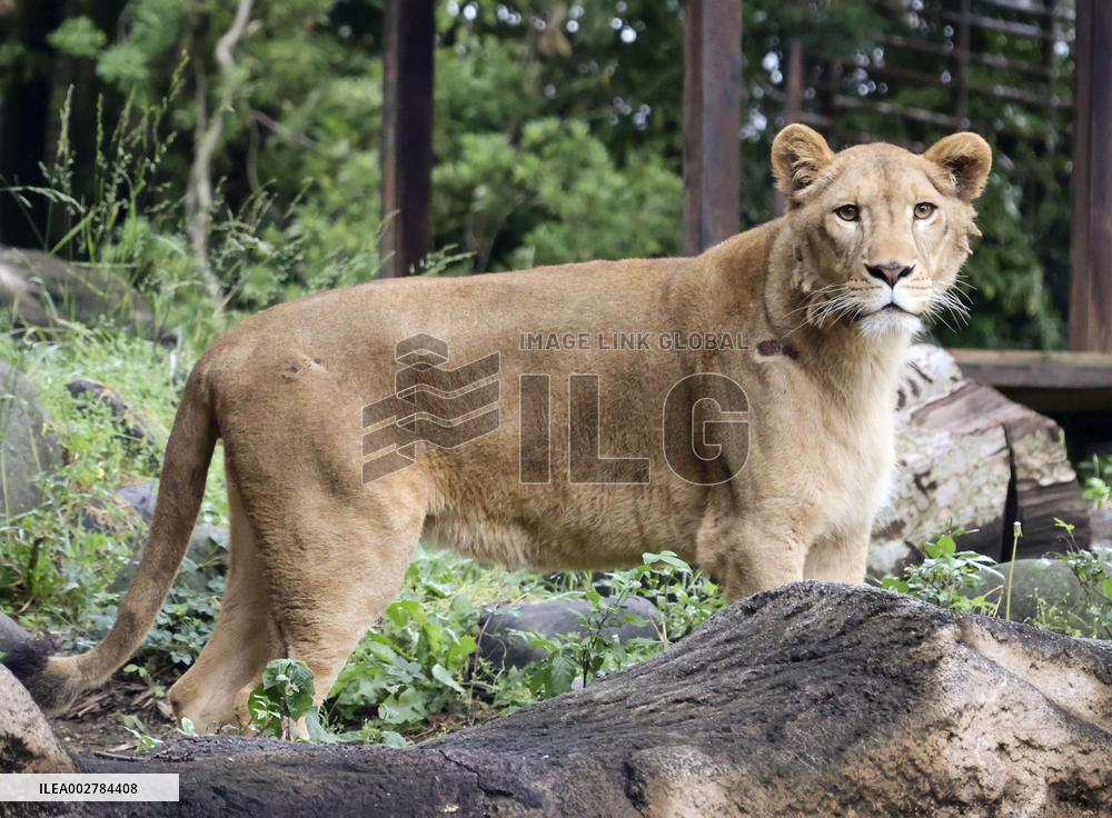 Lion at western Japan zoo