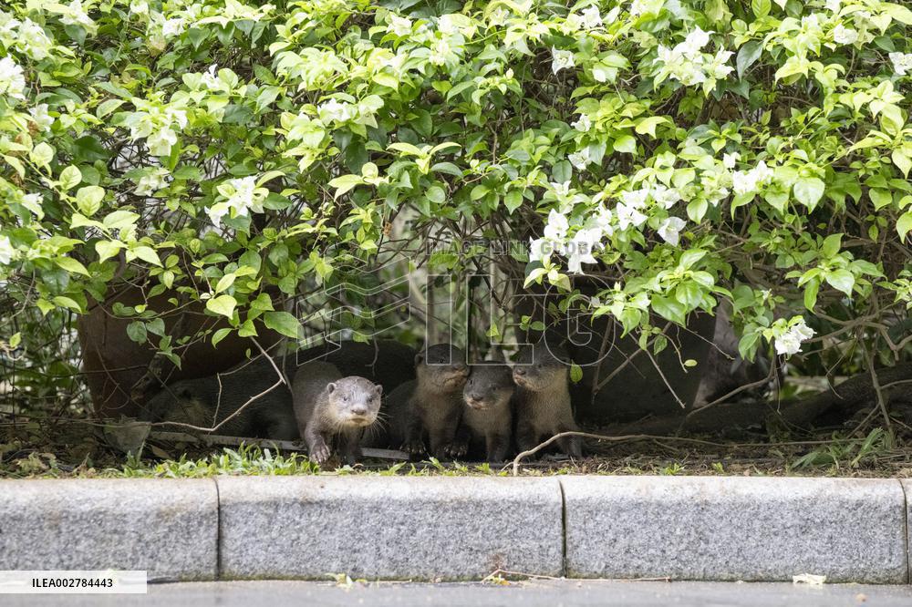 SINGAPORE-WORLD OTTER DAY
