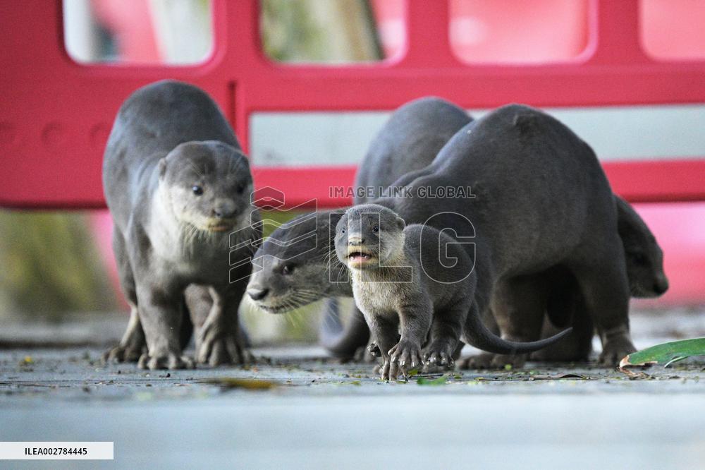 SINGAPORE-WORLD OTTER DAY