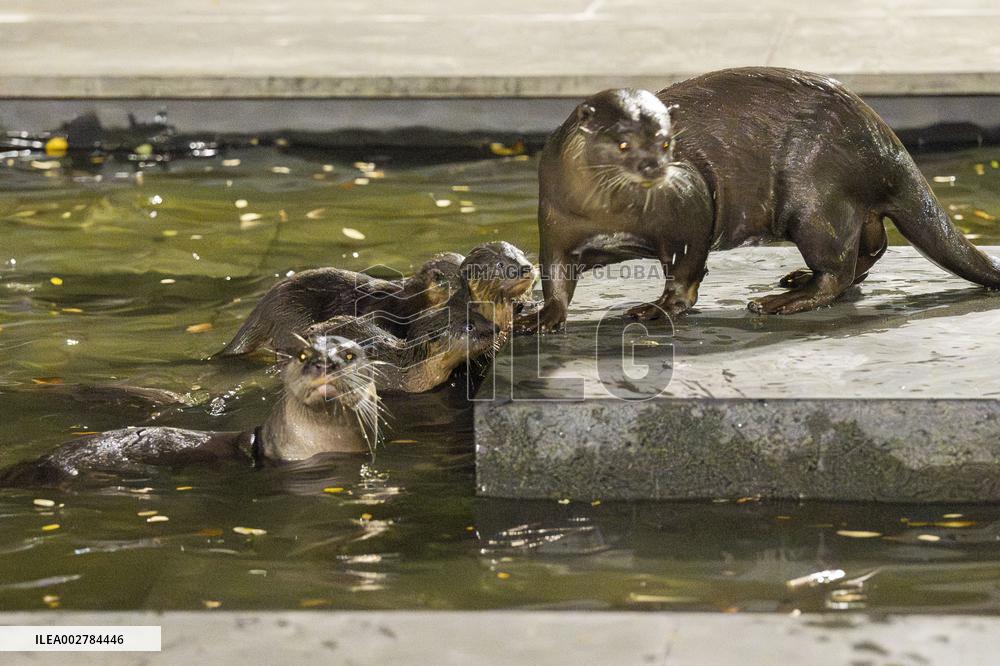 SINGAPORE-WORLD OTTER DAY