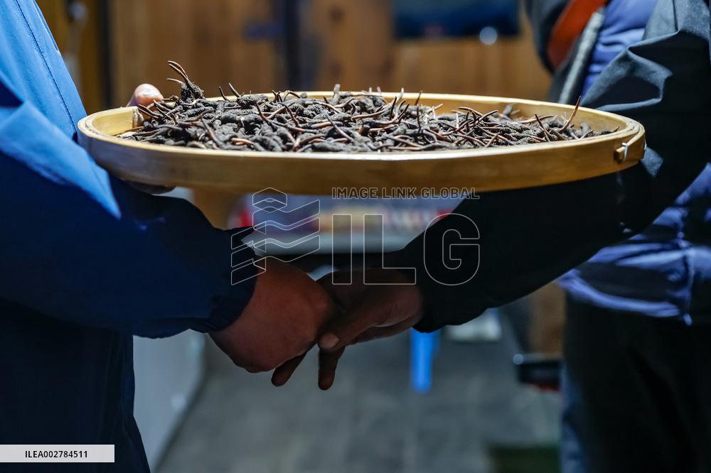 CHINA-SICHUAN-GARZE-CATERPILLAR FUNGUS-HARVEST SEASON (CN)