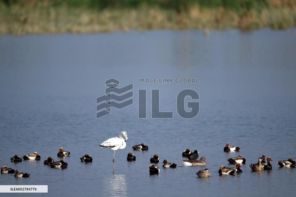 CHINA-INNER MONGOLIA-TROPICAL BIRD (CN)