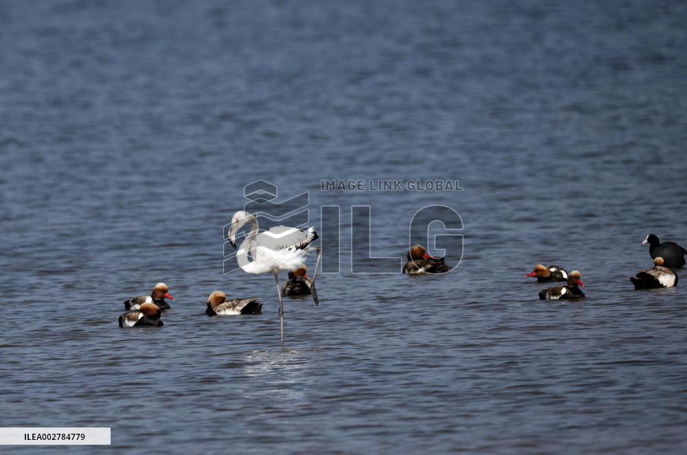 CHINA-INNER MONGOLIA-TROPICAL BIRD (CN)