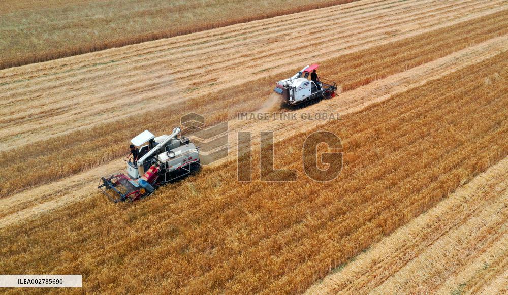 #CHINA-AGRICULTURE-WHEAT HARVEST (CN)