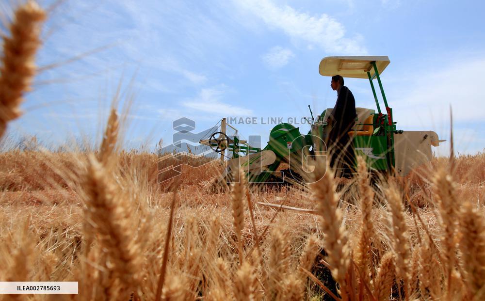 #CHINA-AGRICULTURE-WHEAT HARVEST (CN)