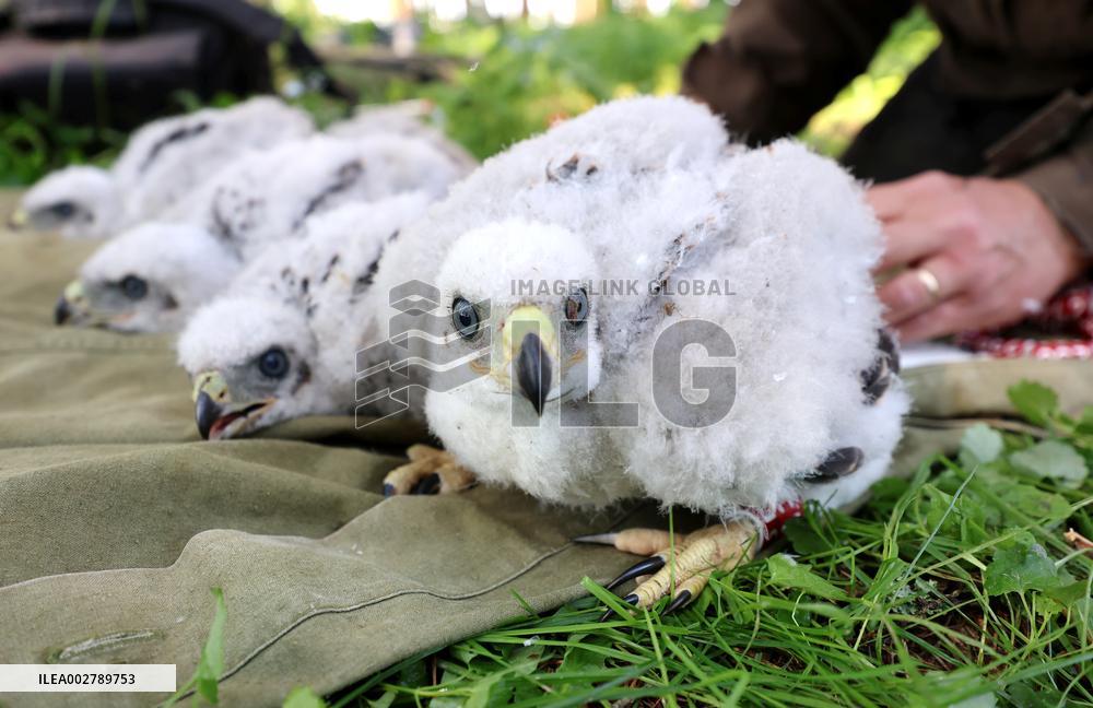 Ringing Northern goshawk (Accipiter gentilis) nestlings