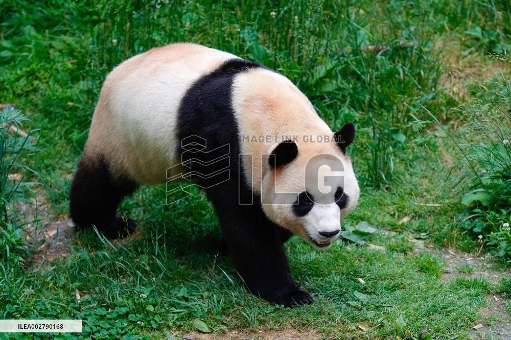 (SichuanMosaics)CHINA-SICHUAN-CHENGDU-GIANT PANDA-FU BAO (CN)