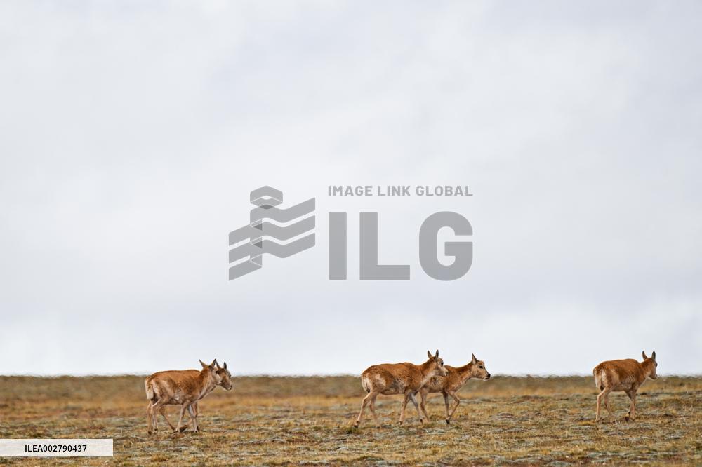 CHINA-QINGHAI-TIBETAN ANTELOPES-MIGRATION (CN)