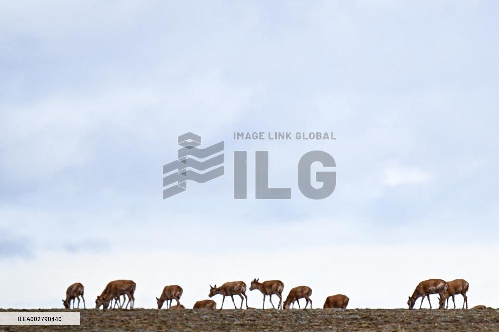 CHINA-QINGHAI-TIBETAN ANTELOPES-MIGRATION (CN)