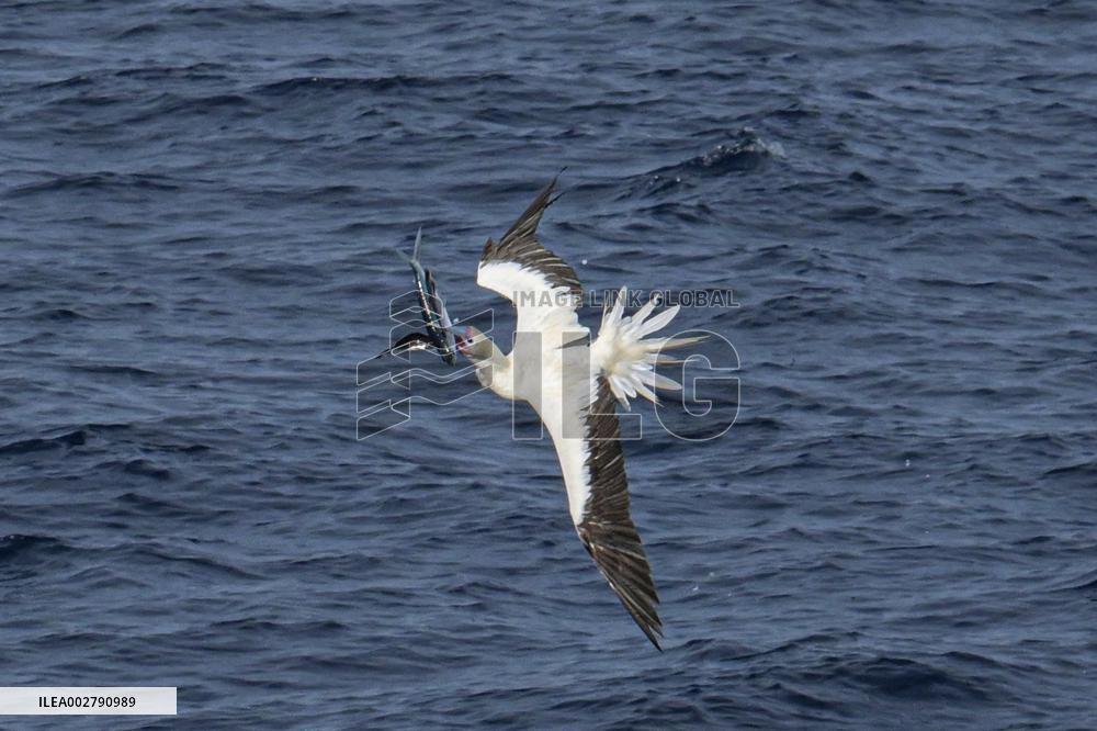 (HainanOutlook)CHINA-ECO-RED-FOOTED BOOBY (CN)