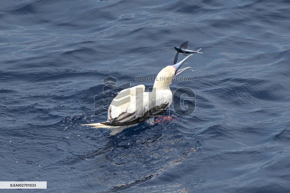 (HainanOutlook)CHINA-ECO-RED-FOOTED BOOBY (CN)