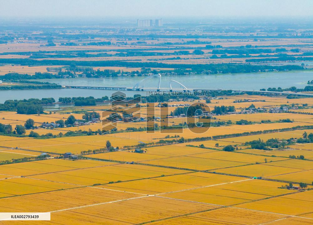Chinese Agriculture