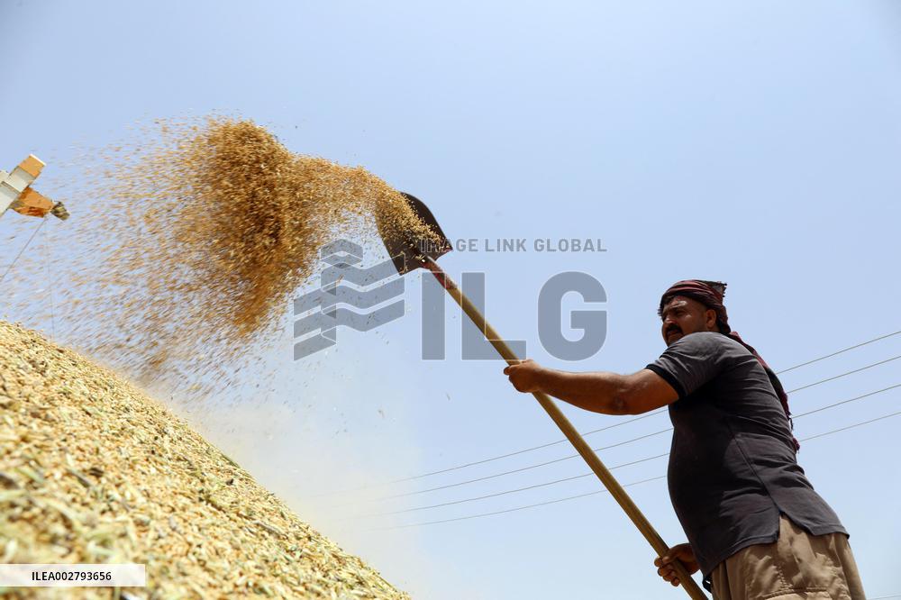 IRAQ-BAGHDAD-WHEAT-HARVEST