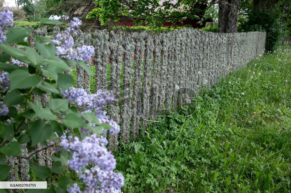 Moss covered wooden fence