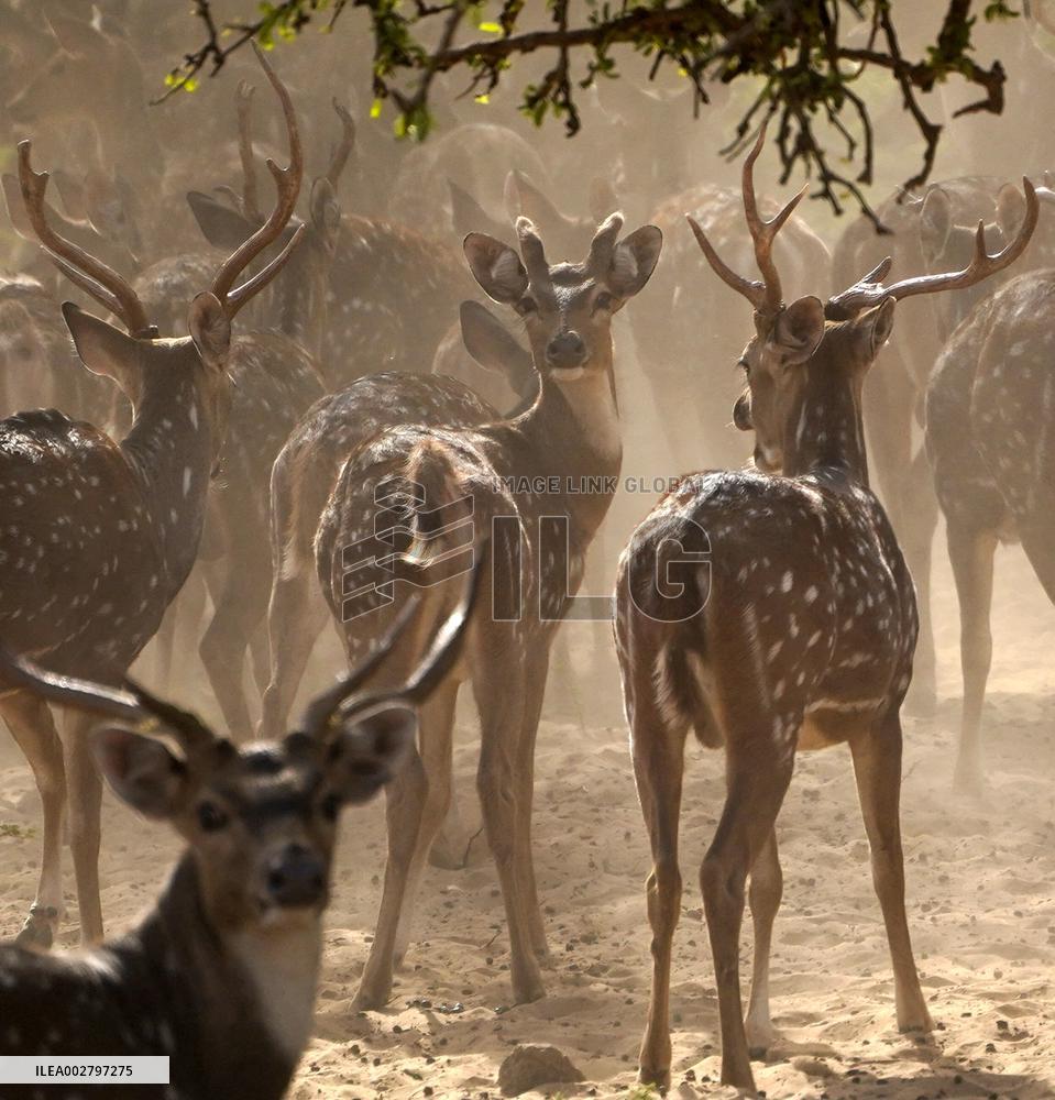 Deers At Pushkar Deer Park - India