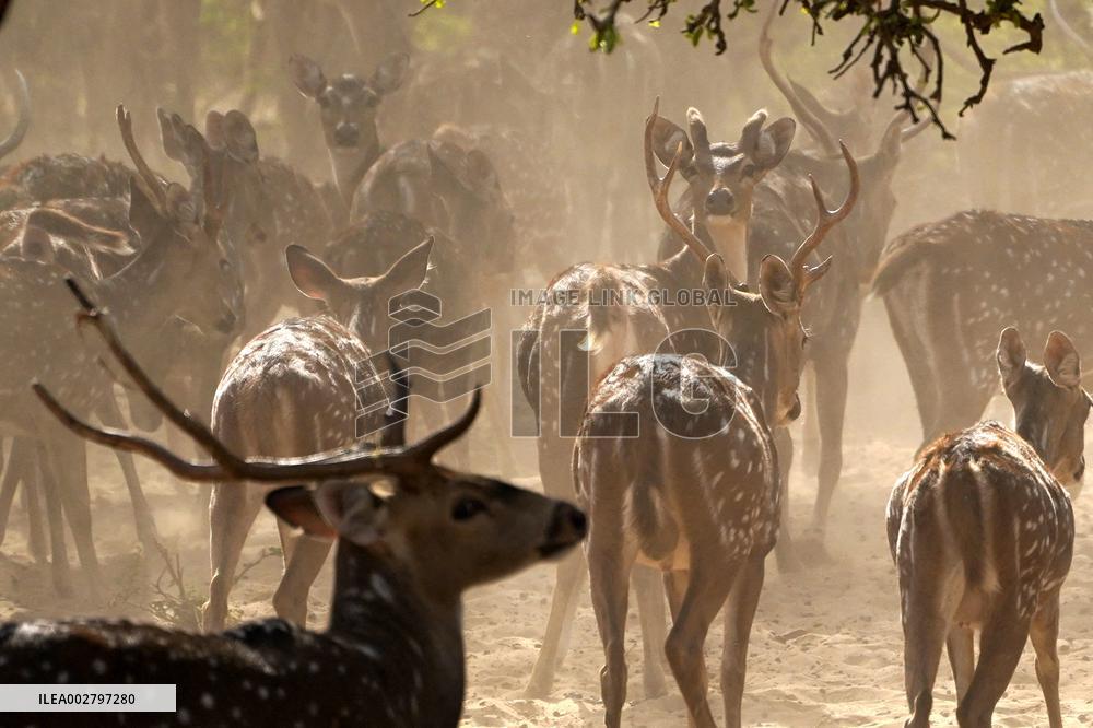 Deers At Pushkar Deer Park - India