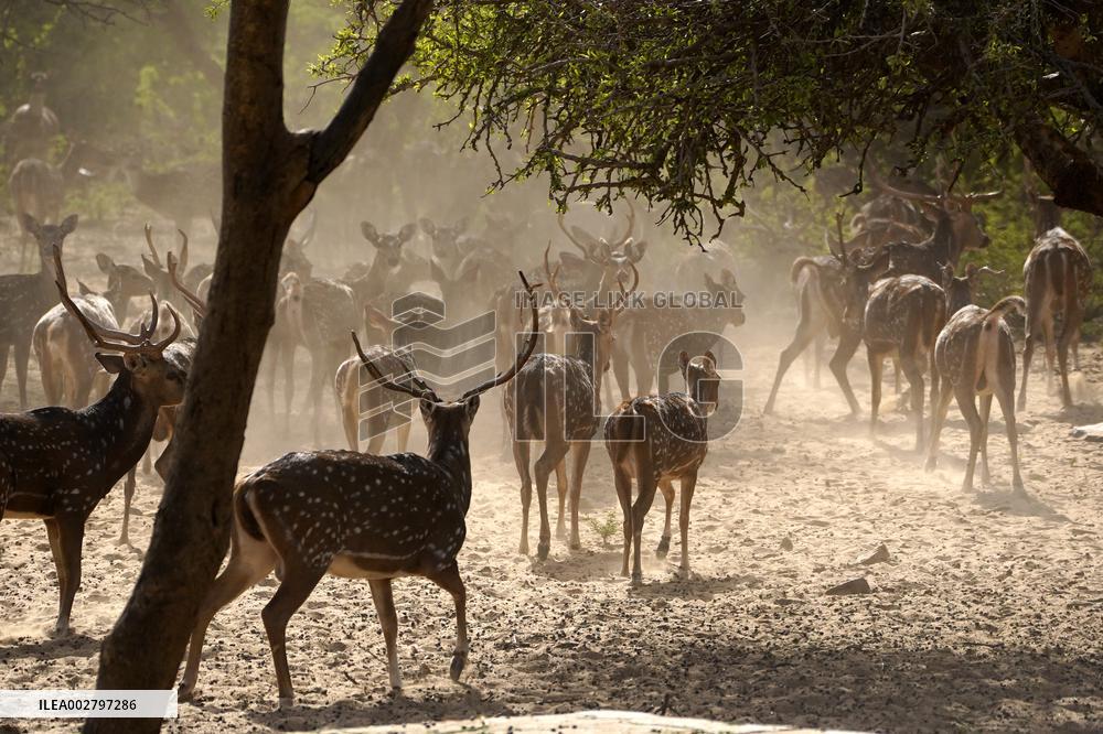 Deers At Pushkar Deer Park - India