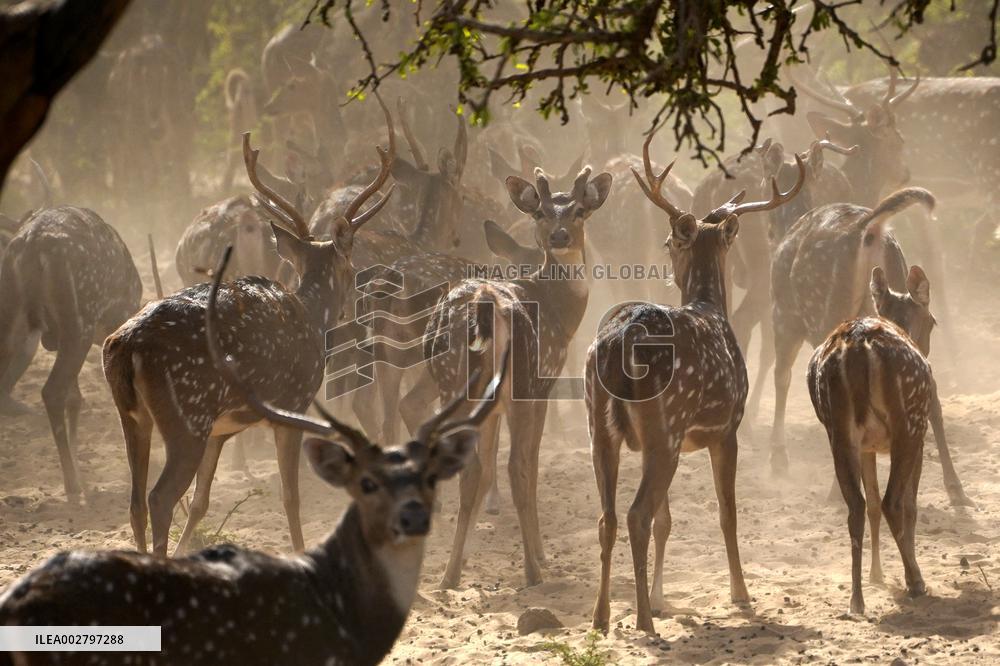 Deers At Pushkar Deer Park - India