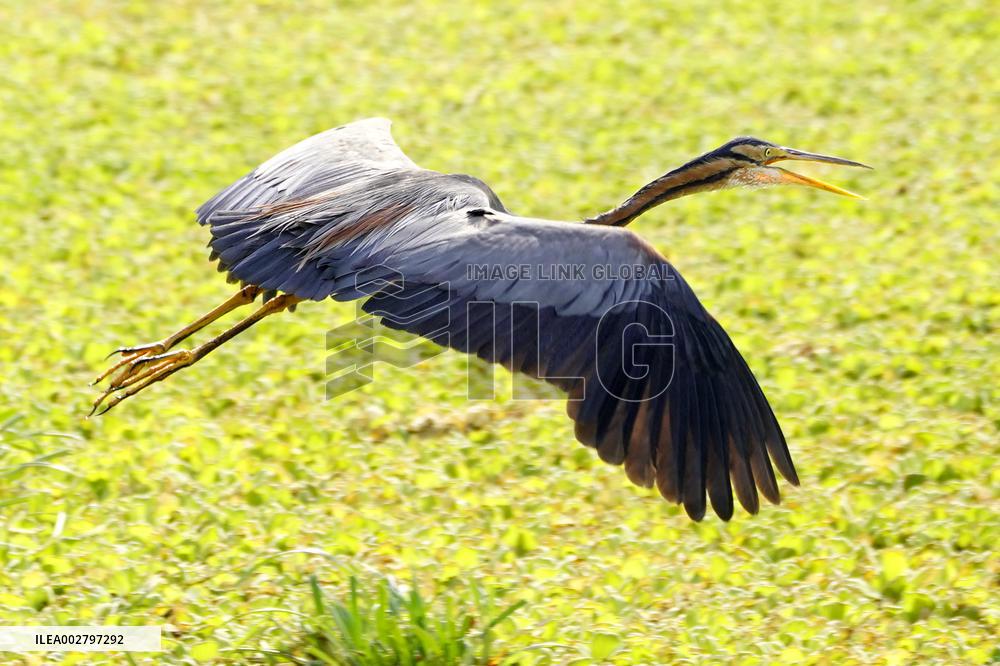 Purple Heron Flying - India