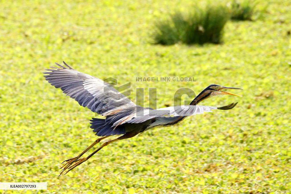 Purple Heron Flying - India