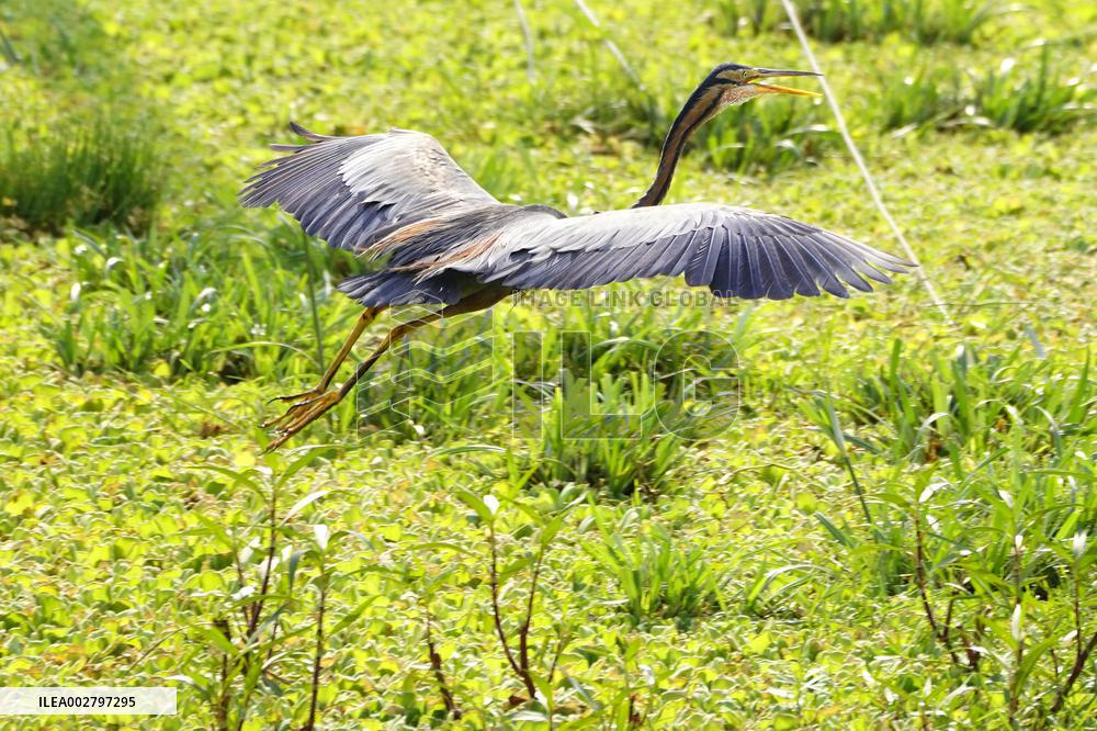 Purple Heron Flying - India