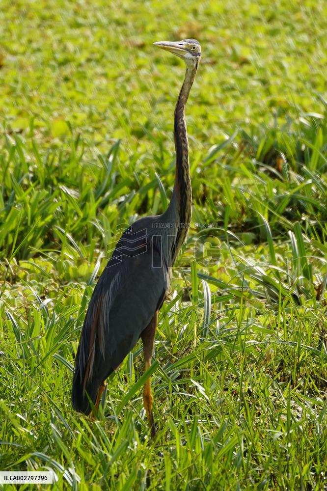 Purple Heron Flying - India