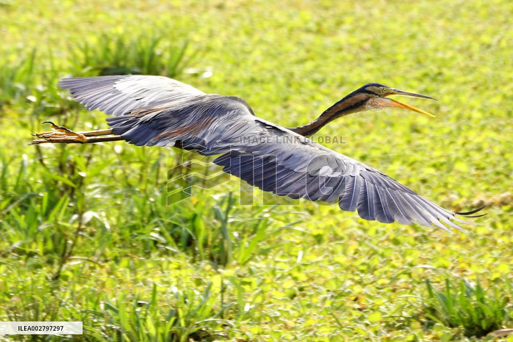 Purple Heron Flying - India