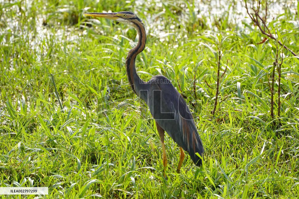 Purple Heron Flying - India