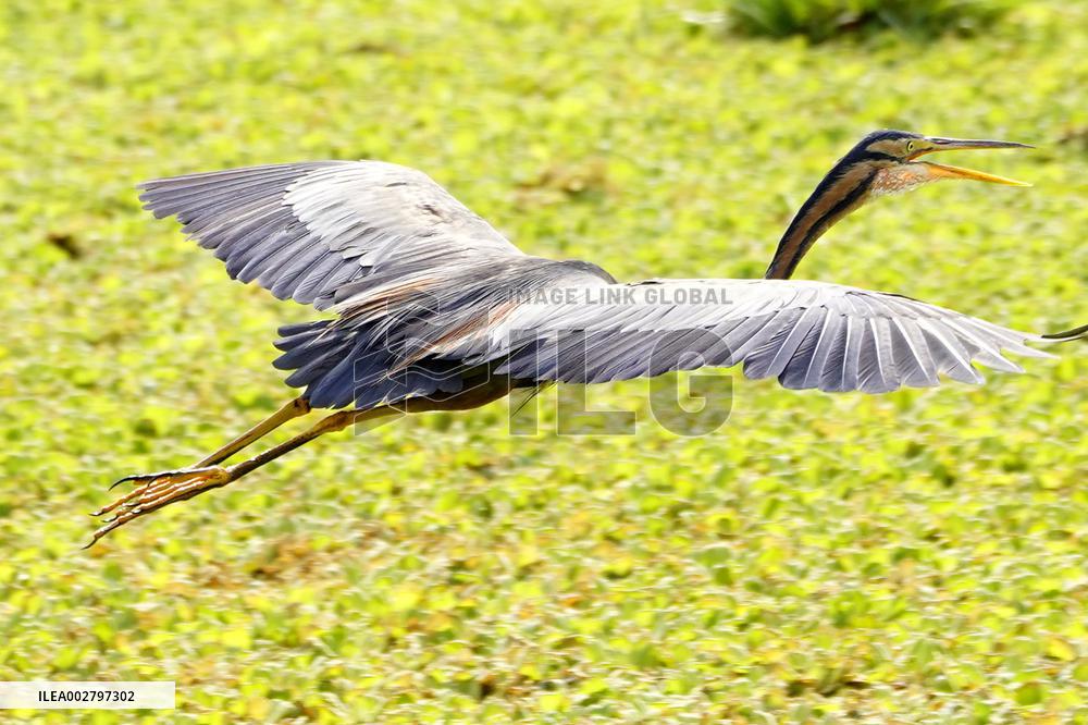 Purple Heron Flying - India