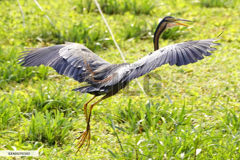 Purple Heron Flying - India