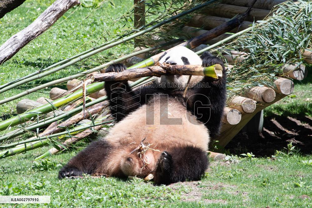 Queen Sofia Attends Presentation Of Two New Pandas At Zoo - Madrid