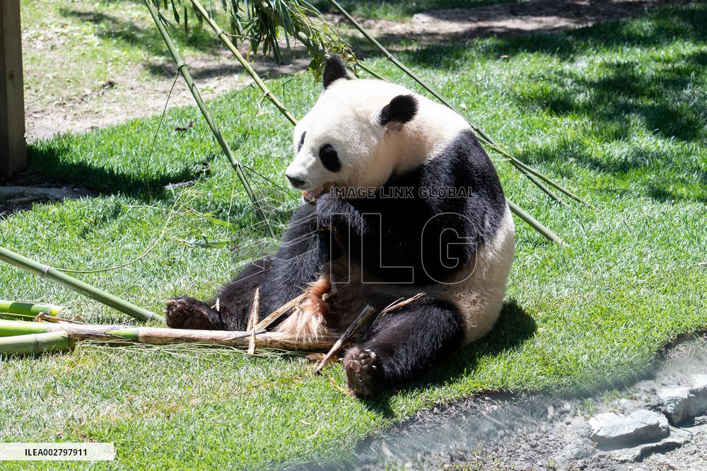 Queen Sofia Attends Presentation Of Two New Pandas At Zoo - Madrid