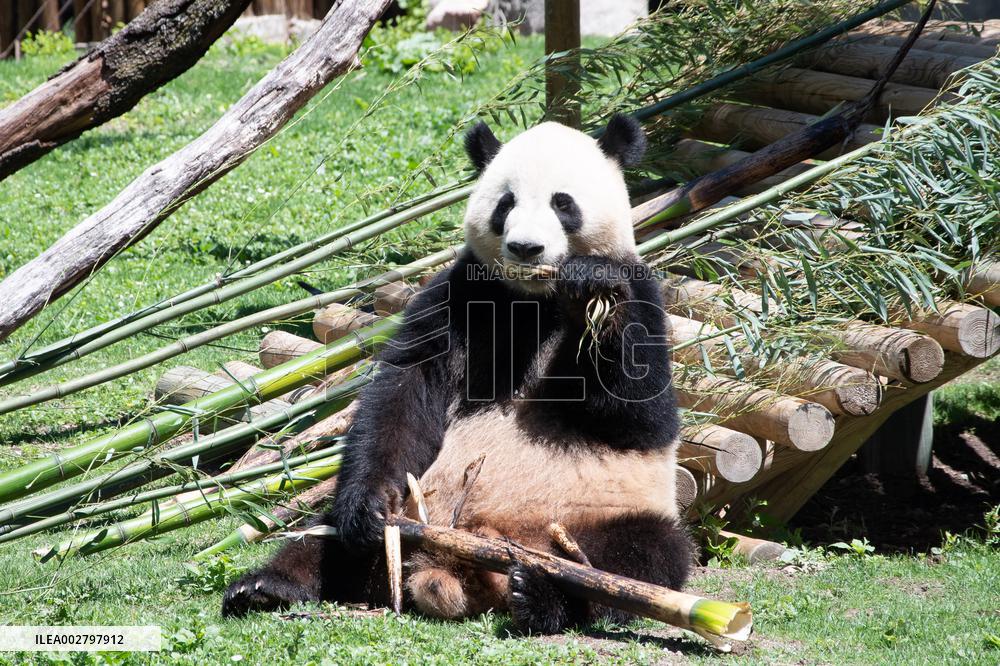 Queen Sofia Attends Presentation Of Two New Pandas At Zoo - Madrid