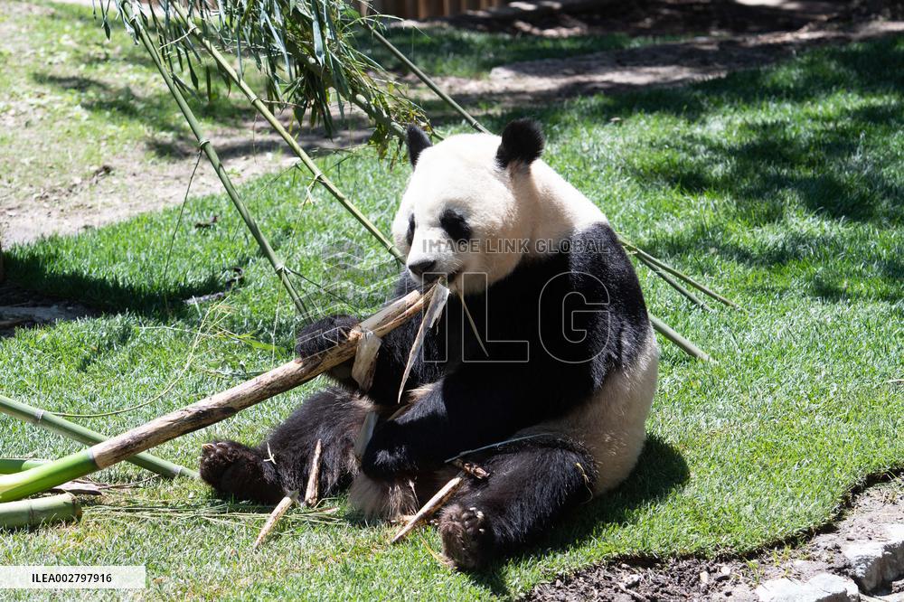 Queen Sofia Attends Presentation Of Two New Pandas At Zoo - Madrid