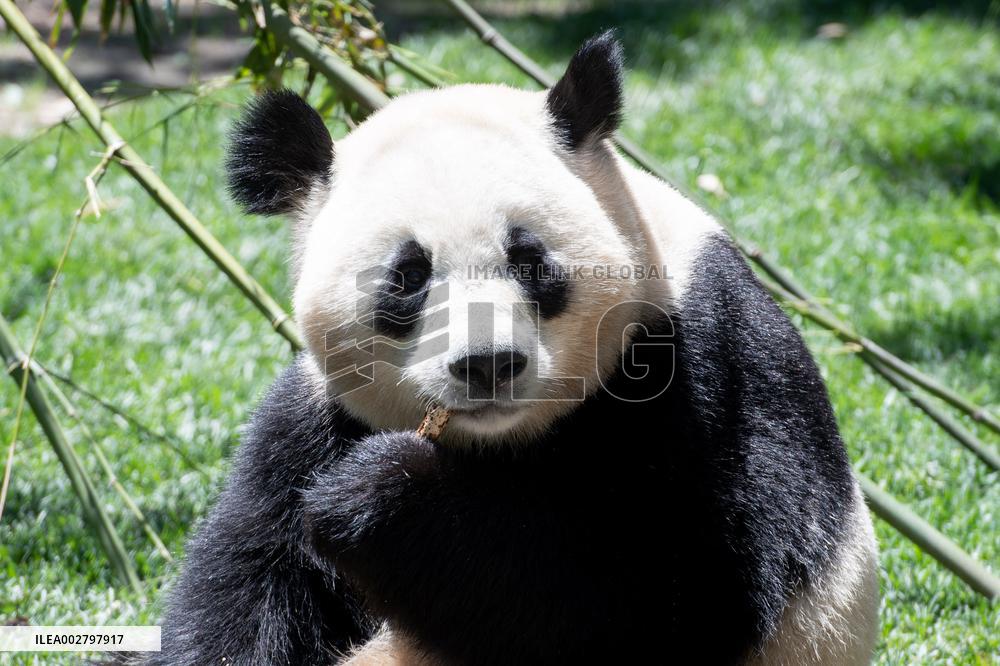 Queen Sofia Attends Presentation Of Two New Pandas At Zoo - Madrid
