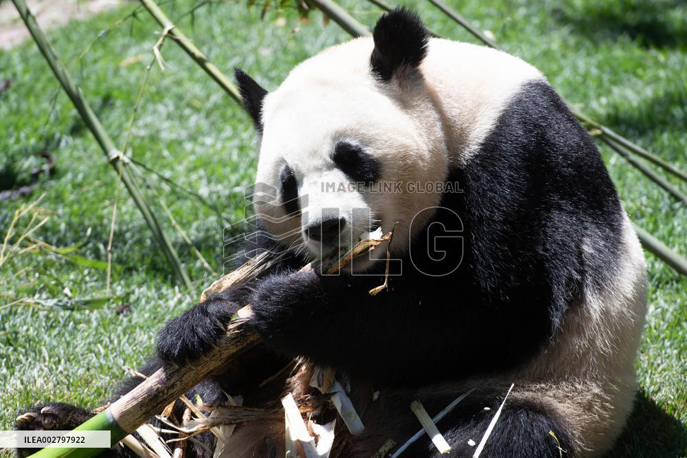 Queen Sofia Attends Presentation Of Two New Pandas At Zoo - Madrid