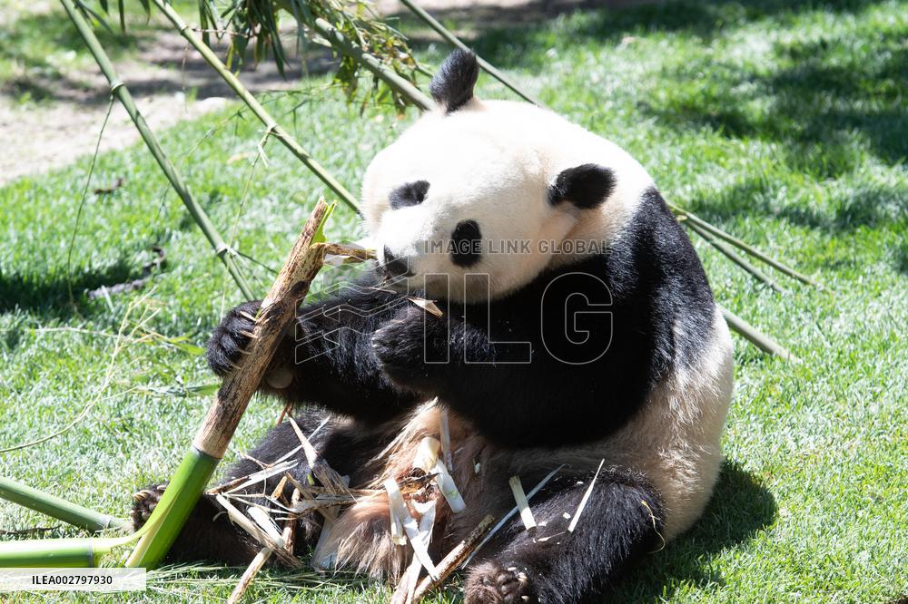 Queen Sofia Attends Presentation Of Two New Pandas At Zoo - Madrid