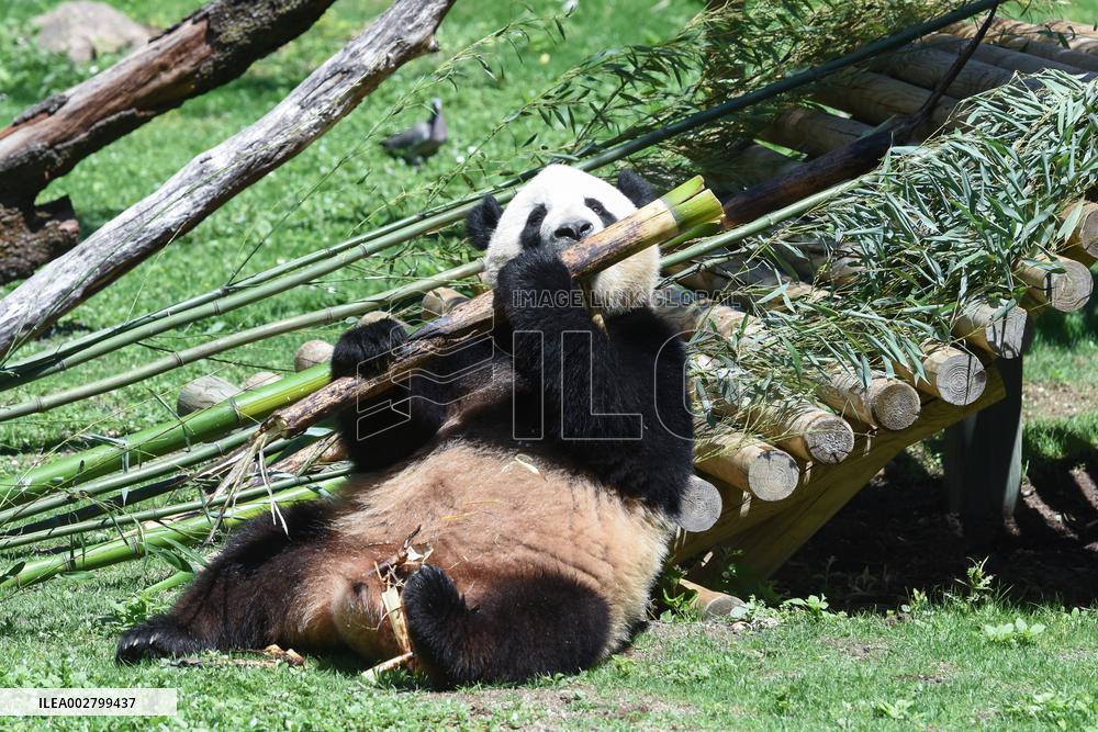 SPAIN-MADRID-NEW GIANT PANDA COUPLE-DEBUT