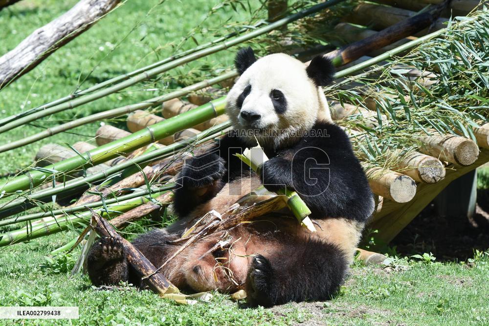 SPAIN-MADRID-NEW GIANT PANDA COUPLE-DEBUT