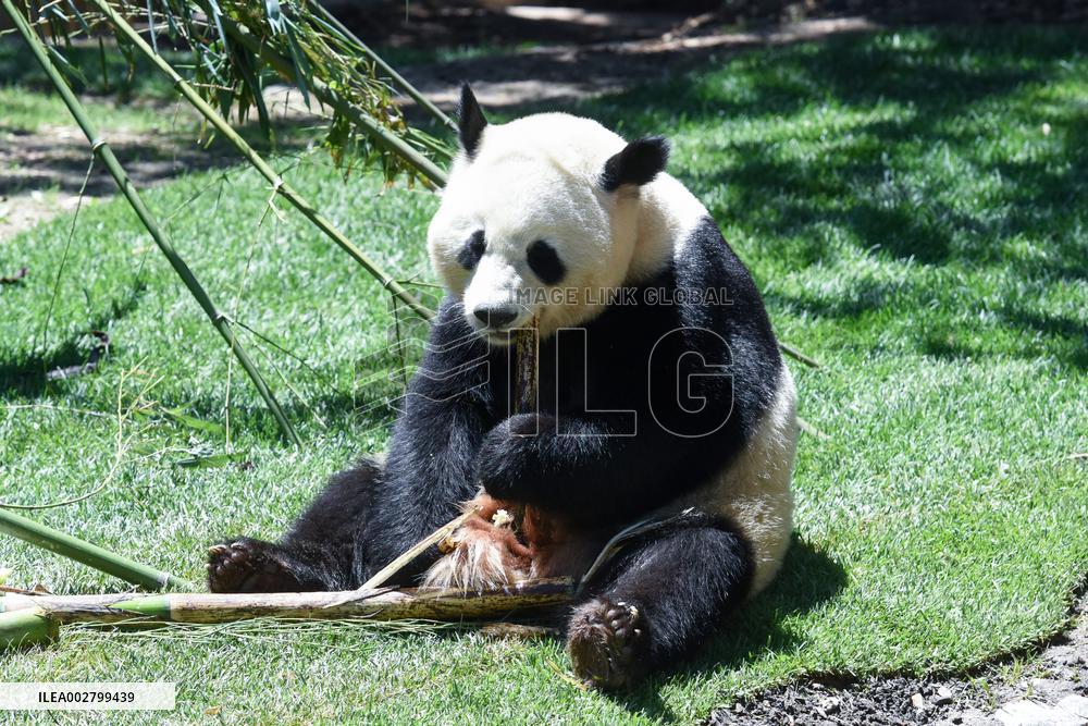 SPAIN-MADRID-NEW GIANT PANDA COUPLE-DEBUT
