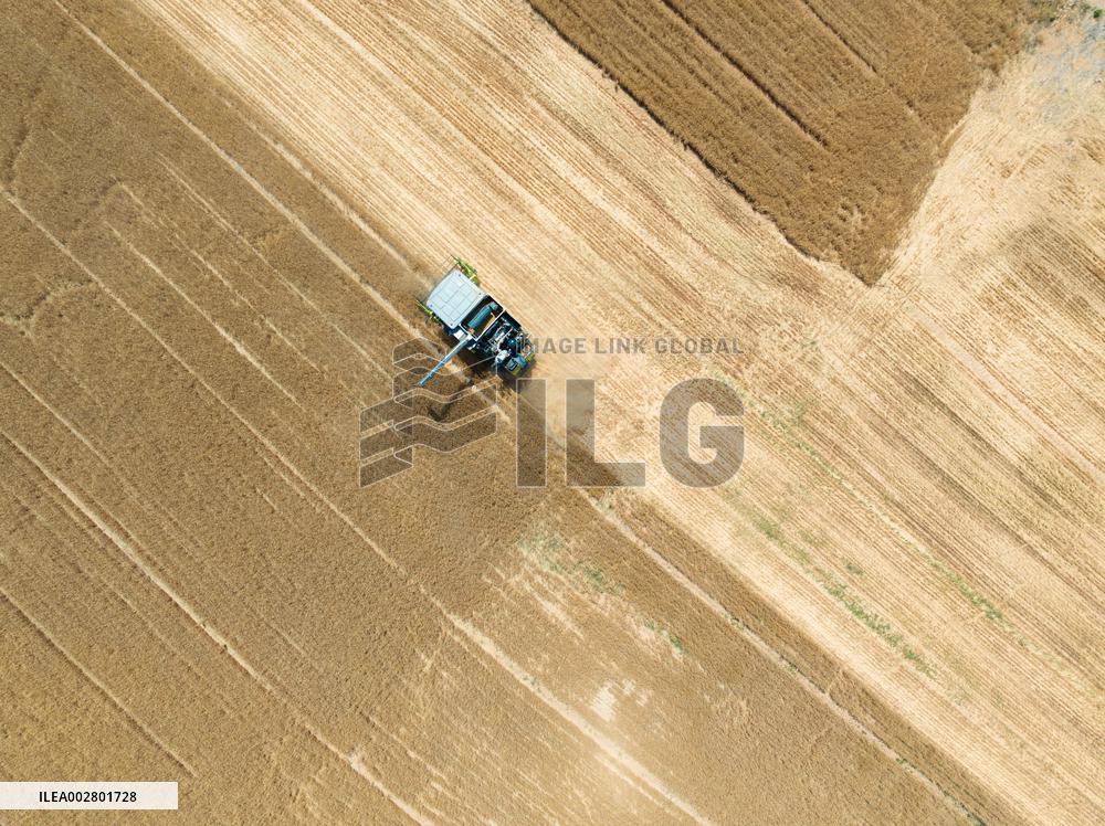 Yellow River Beach Wheat Harvest in Jinan