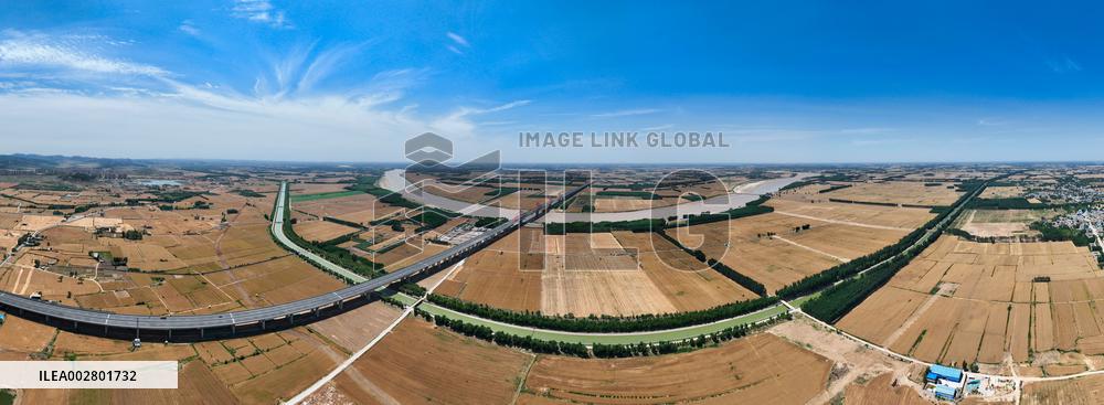Yellow River Beach Wheat Harvest in Jinan