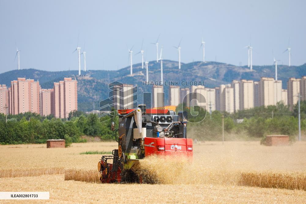 Yellow River Beach Wheat Harvest in Jinan