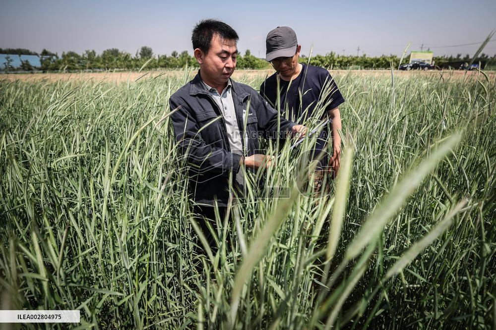 ChineseToday | Ecological researcher dedicates himself to desertification control in northeast China's Liaoning