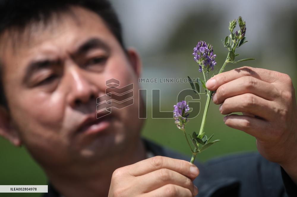 ChineseToday | Ecological researcher dedicates himself to desertification control in northeast China's Liaoning
