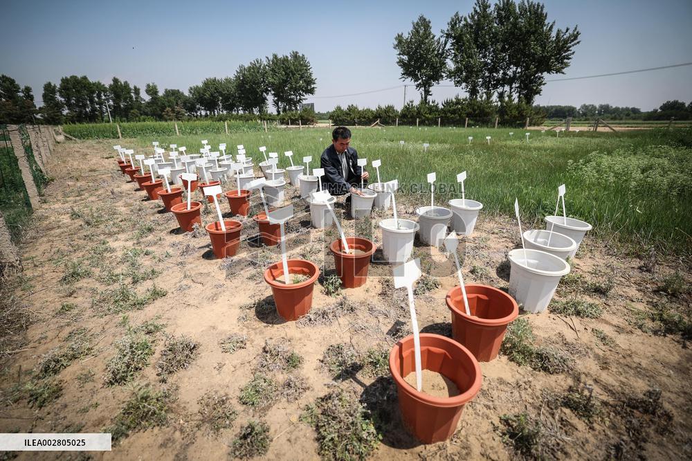 ChineseToday | Ecological researcher dedicates himself to desertification control in northeast China's Liaoning