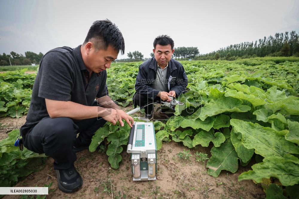ChineseToday | Ecological researcher dedicates himself to desertification control in northeast China's Liaoning
