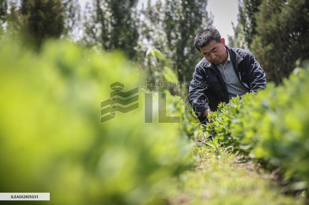 ChineseToday | Ecological researcher dedicates himself to desertification control in northeast China's Liaoning